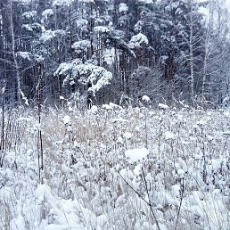 �����, ������, 46 ���