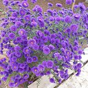 ���� ������� ����, ������, 70 ��� - ��������� 15 ������ 2022 � ������ ���� ����������