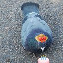 ���� Suiu, ������� - ��������� 15 �������� 2022 � ������ ���� ����������