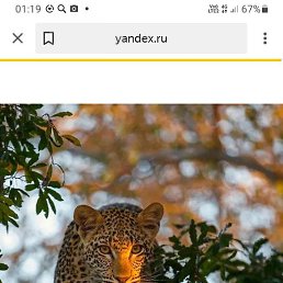 �����, ������, 45 ���