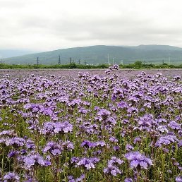 ����� ��� - ����������, ������, 72 ����