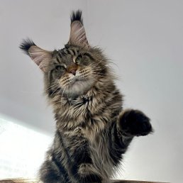 ��������, ��������, 40 ���