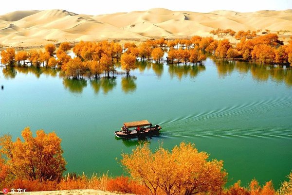 Китай , Tarim Populus Euphratica National Forest Park. Populus euphratica (Тополь Ефратский) - ...