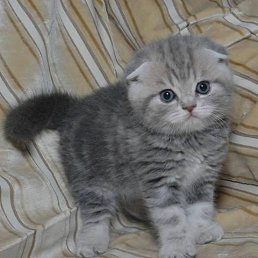 ���� �����, ������������, 37 ��� - ��������� 17 ������ 2023