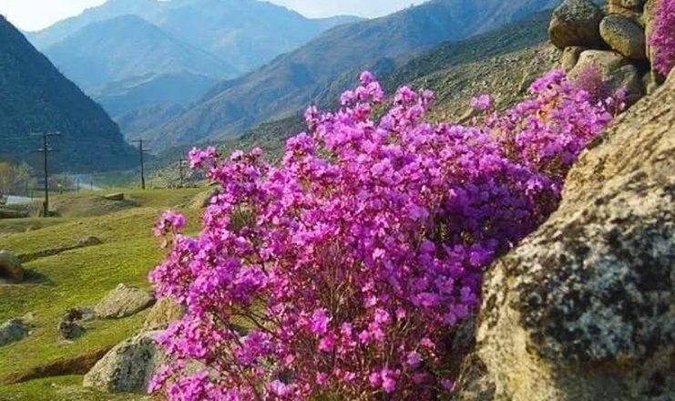 Россия, Алтай, Цветение маральника | Добро пожаловать на Землю ...