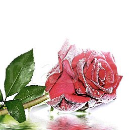 �����, ���������