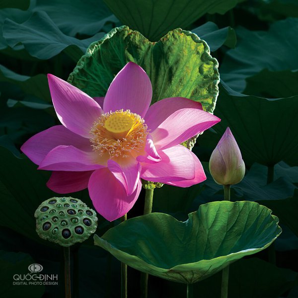    Duong Quoc Dinh
