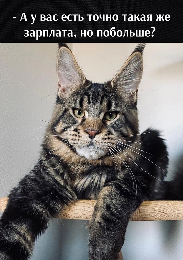 В отделе кадров: | Без кота и жизнь не та | Фотострана | Пост №2544264255