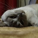 ���� Face, �����, 44 ���� - ��������� 6 ������� 2022 � ������ ���� ����������