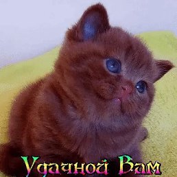 ���� �����, �����������, 54 ���� - ��������� 4 ������� 2022