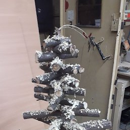 ����, ���, 66 ���