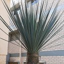  Galla, , 68  -  24  2022    