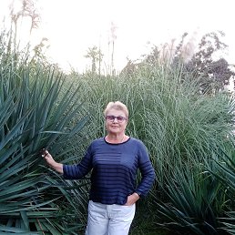 , 65, 