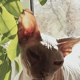 �����, �����������, 55 ���