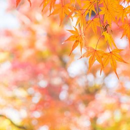 �����, �����