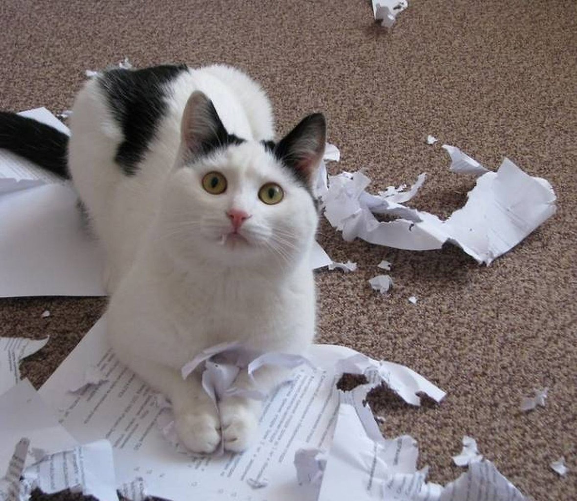 Пакости другу. Нашкодившие коты. Пакости собак. Пакости другу. Пакости другу.