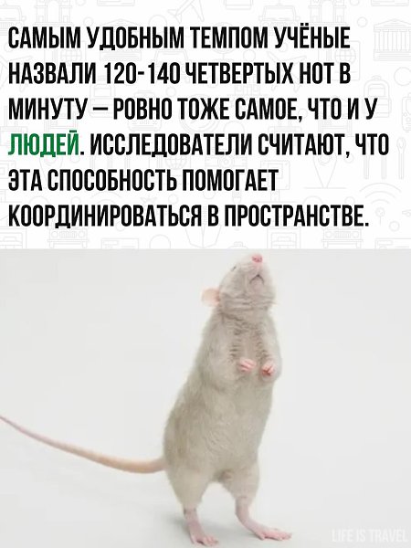 А то придумали, что только человек может под попсу до упаду танцевать! Крысы ничем не хуже. - 3