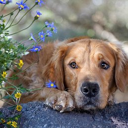 ������, �����������, 55 ���