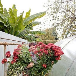 ��������, ���������, 67 ���