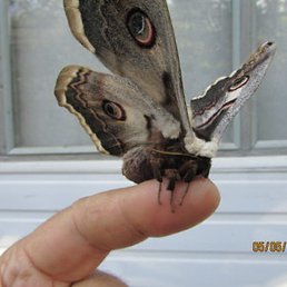 �����, ���������, 69 ���