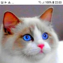 ������, �����-���������, 56 ���