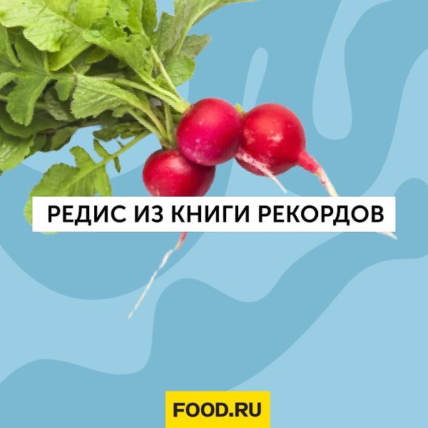 Плоды редиса небольшие — до 2 см в диаметре и весом не более 30 г. Однако израильскому фермеру ...