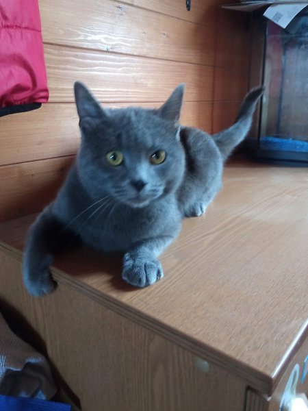 #вДобрыеРуки@40cats.Москва и МО Очень ласковый молодой котофей Дымок ищет любящих хозяев! Хозяева ...