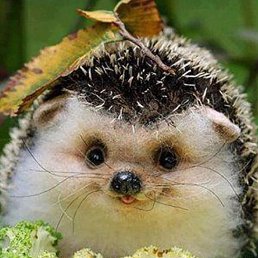 Robert, ���������, 47 ���