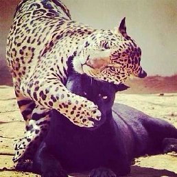 ��, �����-���������