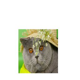 ��������, �����, 52 ����