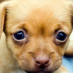 �����, ���������, 52 ����