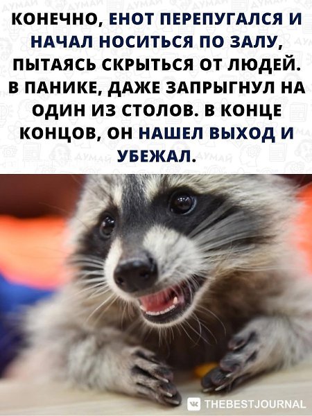 Енот-диверсант или