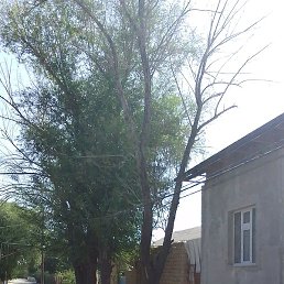 �, �������, 38 ���