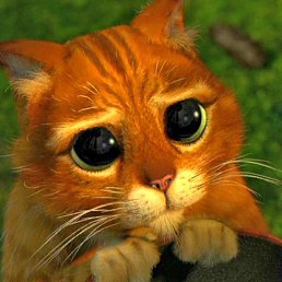 ����, ���������, 36 ���