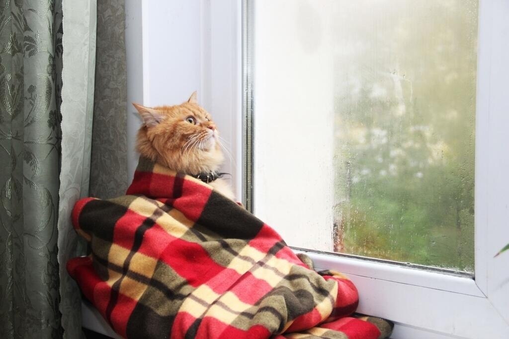 Котик ждет у окна