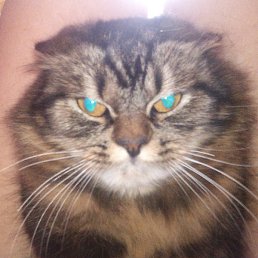 �������, ����, 37 ���