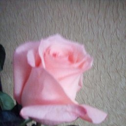 ������, ������, 58 ���