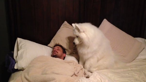Когда кот занят, его рано утром замещает собака))).- Поесть бы))) - 2