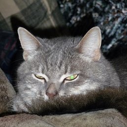 �������, ������, 67 ���