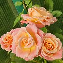 ���� ������, �����-���������, 53 ���� - ��������� 5 ������� 2022 � ������ �����������