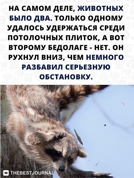 Енот-диверсант или