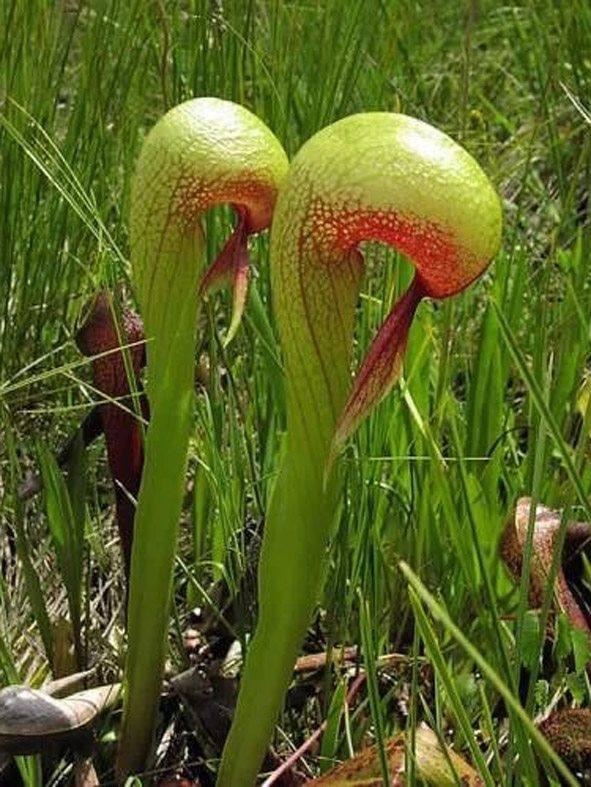   (DARLINGTONIA).    ,   ...