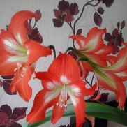 ���������, 60 ���, �����