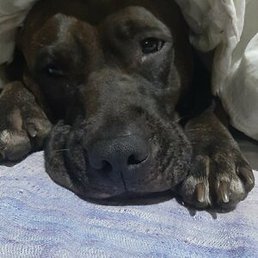 Sercop1, �������, 39 ���