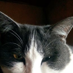 ������, �����������, 52 ����