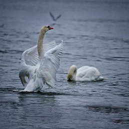 ���� Sascha191954, ������, 71 ��� - ��������� 22 ���� 2022