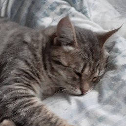 �����, ������-��-����, 50 ���