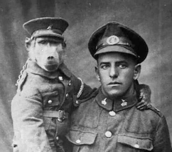 Капрал Джеки, "Боевая обезьянка" ***** В августе 1915 года на призывной пункт 1-й ... - 2
