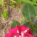 ���� ��������, �����, 62 ���� - ��������� 21 �������� 2022 � ������ �Avataria�