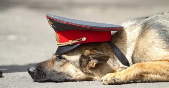 НАРОЧНО НЕ ПРИДУМАЕШЬ.Батя рассказывал случай из практики, когда он работал участковым в полиции. ...